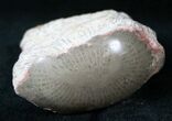 Polished Agatized Horn Coral - Utah #14860-1